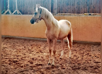 Poney de selle allemand, Étalon, 3 Ans, 145 cm, Palomino