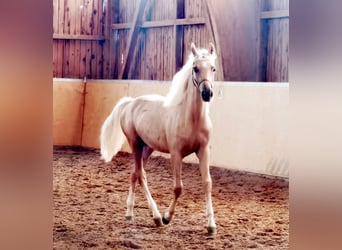 Poney de selle allemand, Étalon, 3 Ans, 145 cm, Palomino