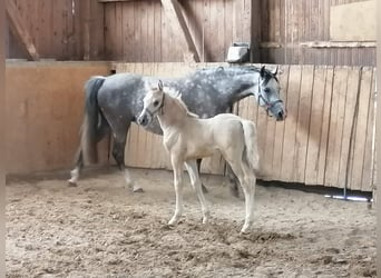 Poney de selle allemand, Étalon, 3 Ans, 145 cm, Palomino