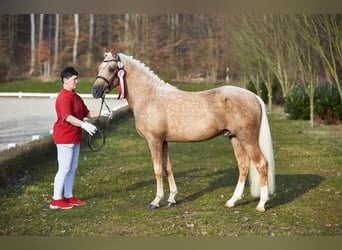 Poney de selle allemand, Étalon, 3 Ans, 145 cm, Palomino