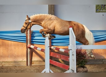 Poney de selle allemand, Étalon, 3 Ans, 145 cm, Palomino
