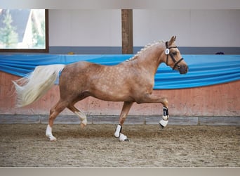 Poney de selle allemand, Étalon, 3 Ans, 145 cm, Palomino