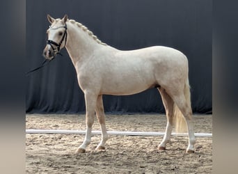 Poney de selle allemand, Étalon, 3 Ans, 145 cm, Palomino