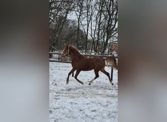 Poney de selle allemand, Étalon, 3 Ans, 146 cm, Alezan brûlé