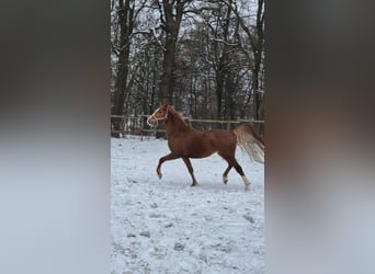 Poney de selle allemand, Étalon, 3 Ans, 146 cm, Alezan brûlé