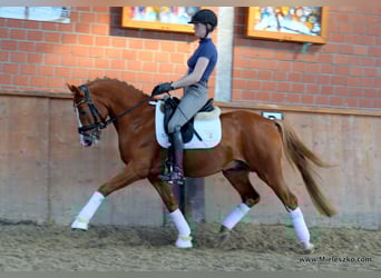 Poney de selle allemand, Étalon, 3 Ans, 146 cm, Alezan