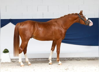 Poney de selle allemand, Étalon, 3 Ans, 146 cm, Alezan