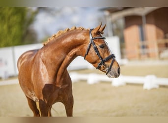 Poney de selle allemand, Étalon, 3 Ans, 146 cm, Alezan