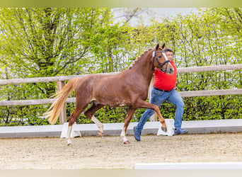 Poney de selle allemand, Étalon, 3 Ans, 146 cm, Alezan