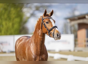 Poney de selle allemand, Étalon, 3 Ans, 146 cm, Alezan