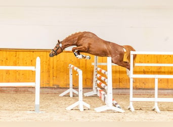 Poney de selle allemand, Étalon, 3 Ans, 146 cm, Alezan