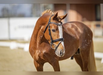 Poney de selle allemand, Étalon, 3 Ans, 146 cm, Alezan