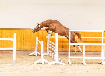 Poney de selle allemand, Étalon, 3 Ans, 146 cm, Alezan