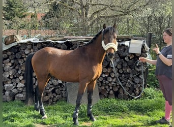 Poney de selle allemand, Étalon, 3 Ans, 146 cm, Bai