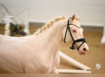 Poney de selle allemand, Étalon, 3 Ans, 146 cm, Cremello