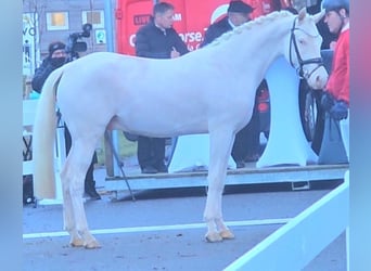 Poney de selle allemand, Étalon, 3 Ans, 146 cm, Cremello