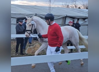 Poney de selle allemand, Étalon, 3 Ans, 146 cm, Cremello