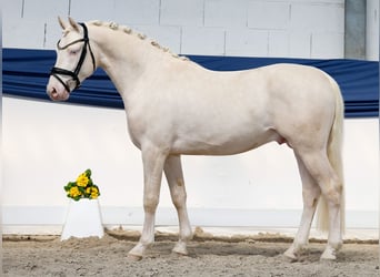 Poney de selle allemand, Étalon, 3 Ans, 146 cm, Cremello