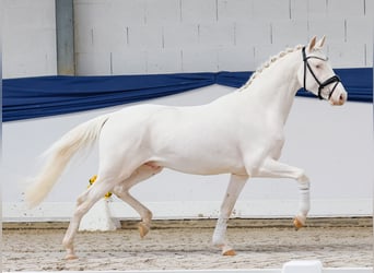 Poney de selle allemand, Étalon, 3 Ans, 146 cm, Cremello