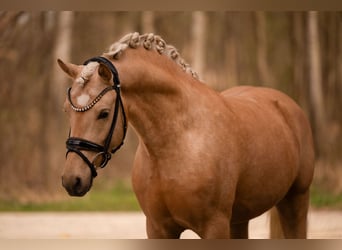 Poney de selle allemand, Étalon, 3 Ans, 146 cm, Palomino