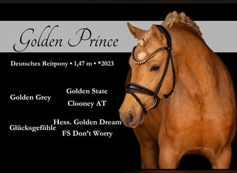 Poney de selle allemand, Étalon, 3 Ans, 146 cm, Palomino