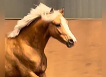 Poney de selle allemand, Étalon, 3 Ans, 146 cm, Palomino