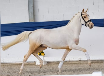 Poney de selle allemand, Étalon, 3 Ans, 146 cm, Palomino