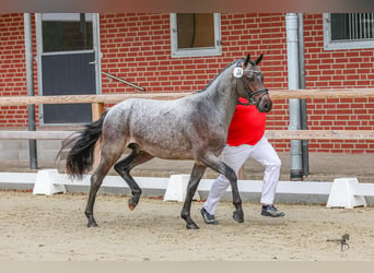 Poney de selle allemand, Étalon, 3 Ans, 146 cm, Roan-Bay