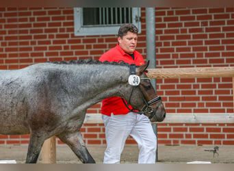 Poney de selle allemand, Étalon, 3 Ans, 146 cm, Roan-Bay