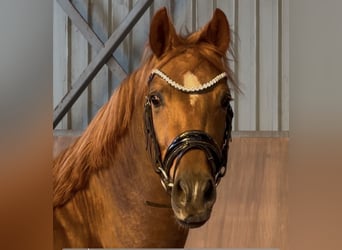 Poney de selle allemand, Étalon, 3 Ans, 147 cm, Alezan brûlé