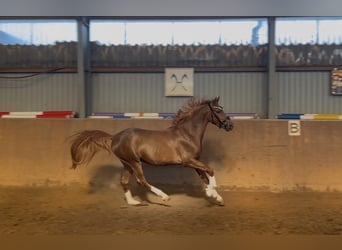 Poney de selle allemand, Étalon, 3 Ans, 147 cm, Alezan brûlé