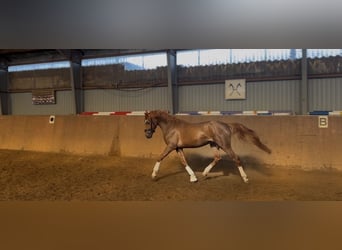 Poney de selle allemand, Étalon, 3 Ans, 147 cm, Alezan brûlé