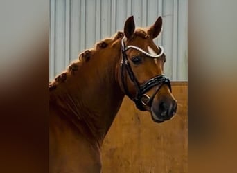 Poney de selle allemand, Étalon, 3 Ans, 147 cm, Alezan brûlé