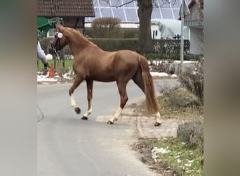 Poney de selle allemand, Étalon, 3 Ans, 147 cm, Alezan