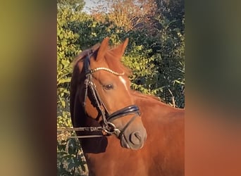 Poney de selle allemand, Étalon, 3 Ans, 147 cm, Alezan