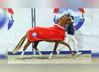 Poney de selle allemand, Étalon, 3 Ans, 147 cm, Alezan