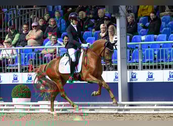 Poney de selle allemand, Étalon, 3 Ans, 147 cm, Alezan