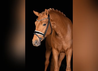 Poney de selle allemand, Étalon, 3 Ans, 147 cm, Alezan