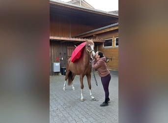 Poney de selle allemand, Étalon, 3 Ans, 147 cm, Alezan