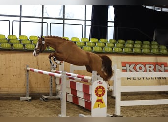 Poney de selle allemand, Étalon, 3 Ans, 147 cm, Alezan
