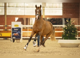 Poney de selle allemand, Étalon, 3 Ans, 147 cm, Bai