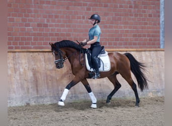 Poney de selle allemand, Étalon, 3 Ans, 147 cm, Bai