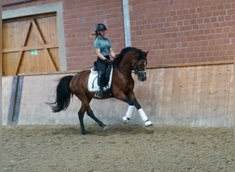 Poney de selle allemand, Étalon, 3 Ans, 147 cm, Bai