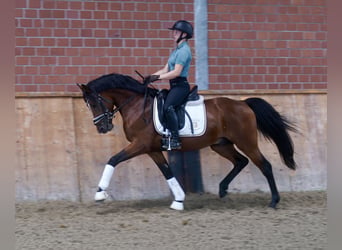 Poney de selle allemand, Étalon, 3 Ans, 147 cm, Bai