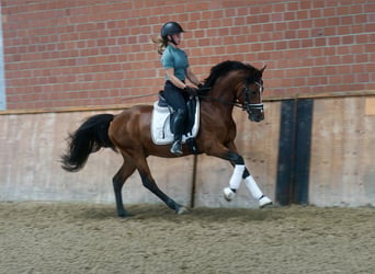 Poney de selle allemand, Étalon, 3 Ans, 147 cm, Bai