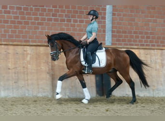 Poney de selle allemand, Étalon, 3 Ans, 147 cm, Bai