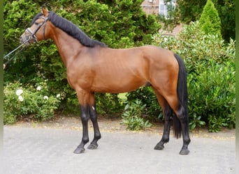 Poney de selle allemand, Étalon, 3 Ans, 147 cm, Bai