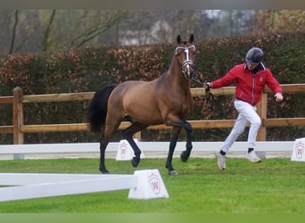 Poney de selle allemand, Étalon, 3 Ans, 147 cm, Bai