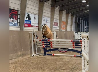 Poney de selle allemand, Étalon, 3 Ans, 147 cm, Buckskin