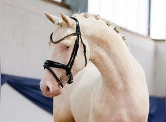Poney de selle allemand, Étalon, 3 Ans, 147 cm, Cremello